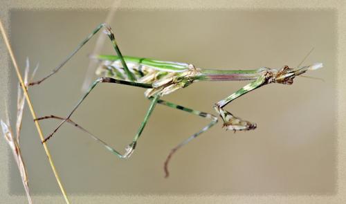 Réf. 33 528 : Empusa pennata