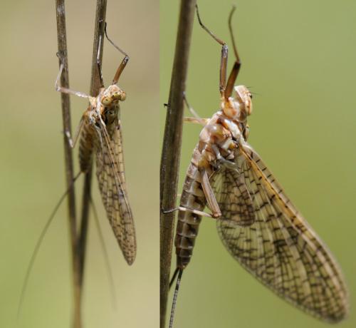 Réf. 33 148 : Ecdyonurus ruffii