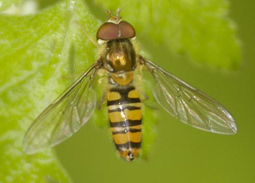 Episyrphus balteatus