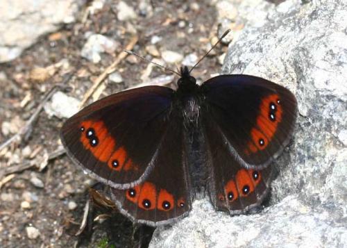Erebia meolans