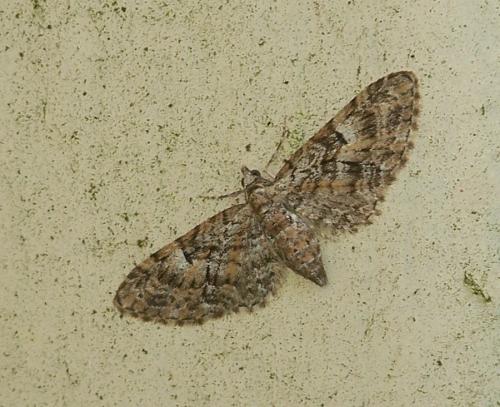 Réf. 33 734 : Eupithecia dodoneata