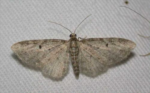 Eupithecia sp.