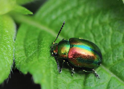 Réf. 33 388 : Chrysolina fastuosa
