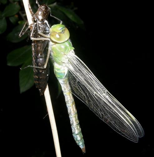 Anax imperator