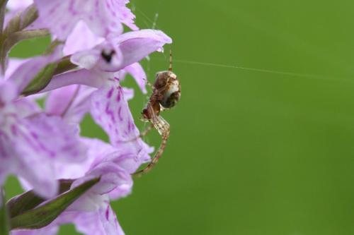 Metellina sp.