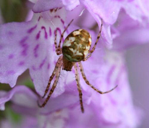 Metellina sp.