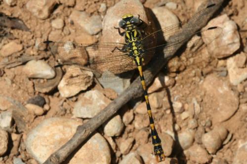 Onychogomphus uncatus