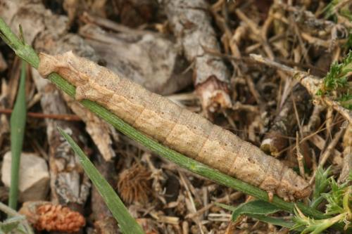 Réf. 33 738 : Gnophos furvata