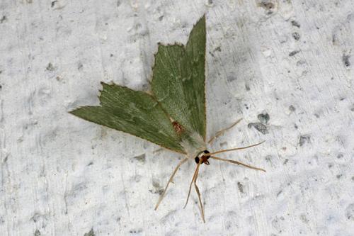 Réf. 33 421 : Hemithea aestivaria