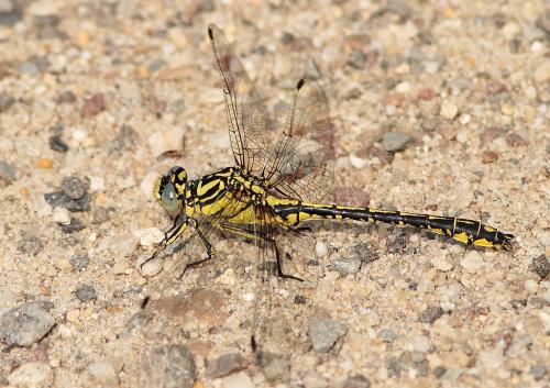 Réf. 33 926 : Gomphus simillimus