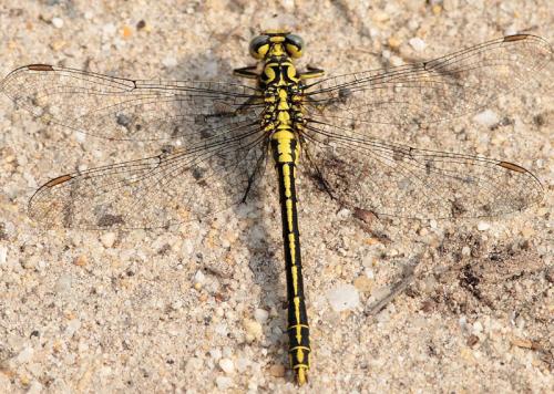 Réf. 33 928 : Gomphus simillimus