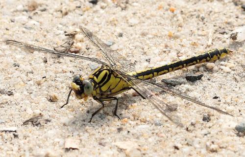 Réf. 33 929 : Gomphus simillimus