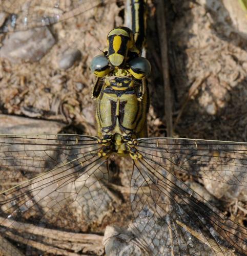 Gomphus pulchellus