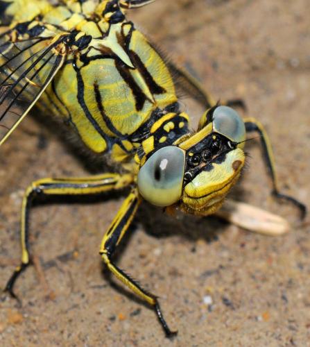 Gomphus pulchellus