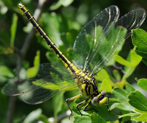 Réf. 33 132 : Gomphus simillimus