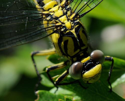 Réf. 33 133 : Gomphus simillimus