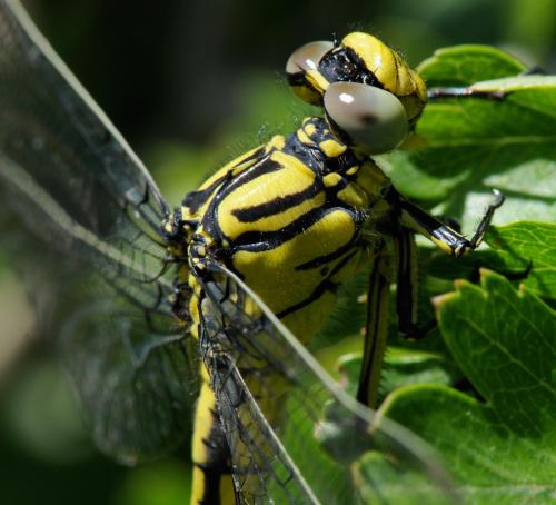 Réf. 33 134 : Gomphus simillimus