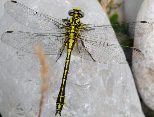Réf. 33 392 : Gomphus simillimus