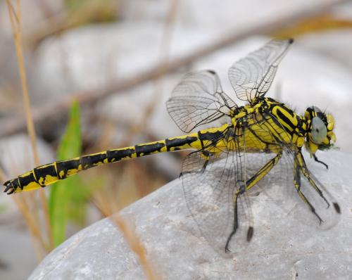 Réf. 33 412 : Gomphus simillimus