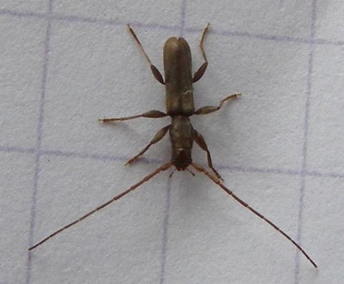 Gracilia minuta