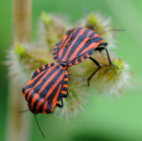 Réf. 33 807 : Graphosoma italicum