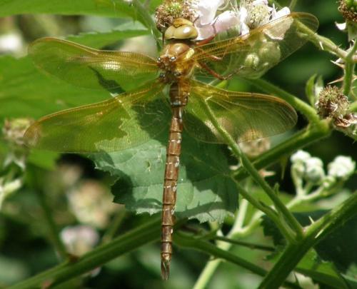 Aeshna grandis