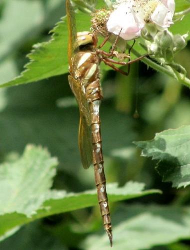 Aeshna grandis