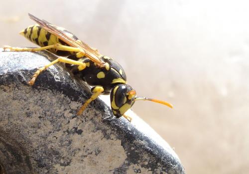 Polistes dominula