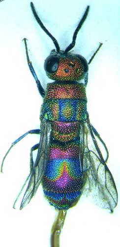Réf. 33 338 : Chrysis sp.