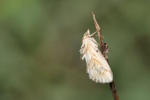 Cynaeda dentalis
