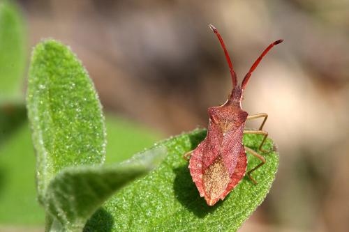Réf. 33 003 : Haploprocta sulcicornis