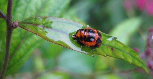 Harmonia axyridis