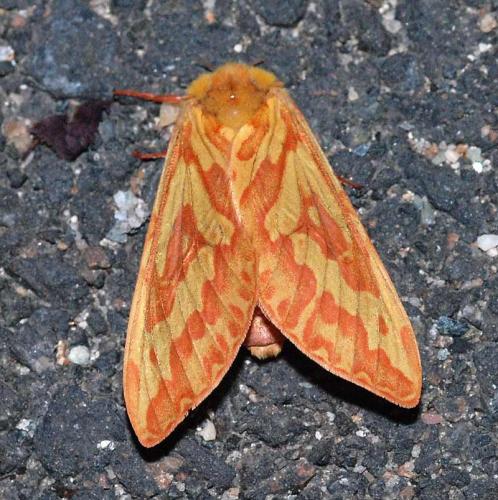 Hepialus humuli