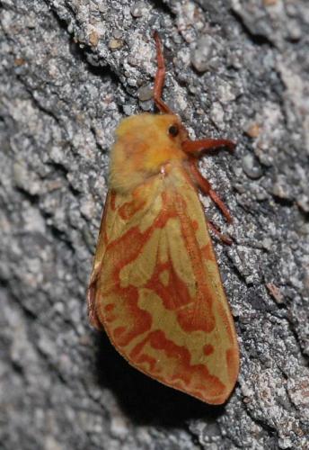 Réf. 33 335 : Hepialus humuli