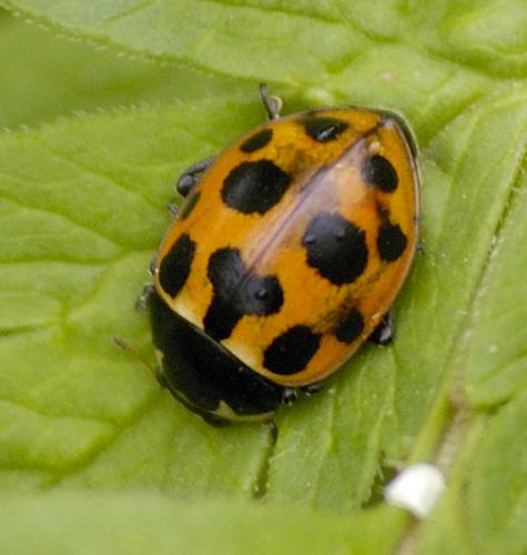 Réf. 33 059 : Ceratomegilla notata