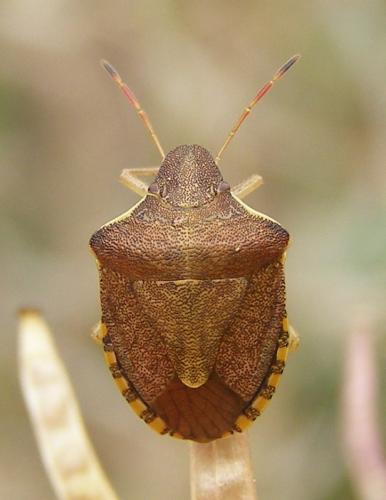 Réf. 33 639 : Peribalus strictus strictus
