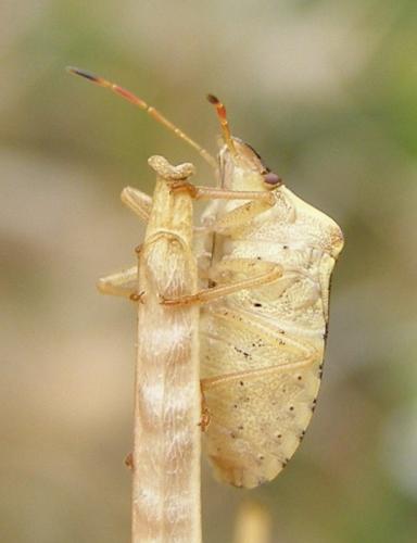 Réf. 33 641 : Peribalus strictus strictus