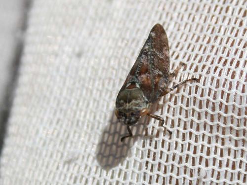 Aphrophora corticea