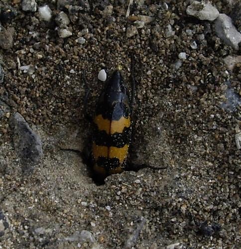 Réf. 33 917 : Mylabris variabilis