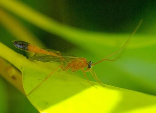 Réf. 33 249 : Enicospilus ramidulus
