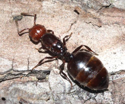 Réf. 33 481 : Crematogaster scutellaris