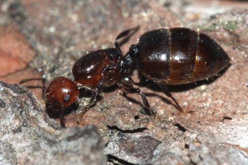Réf. 33 482 : Crematogaster scutellaris