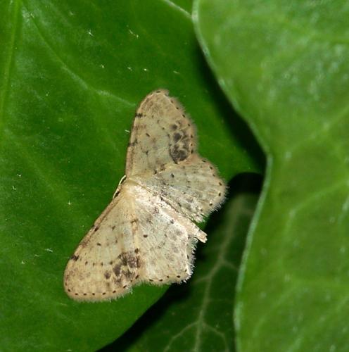 Réf. 33 629 : Idaea dimidiata