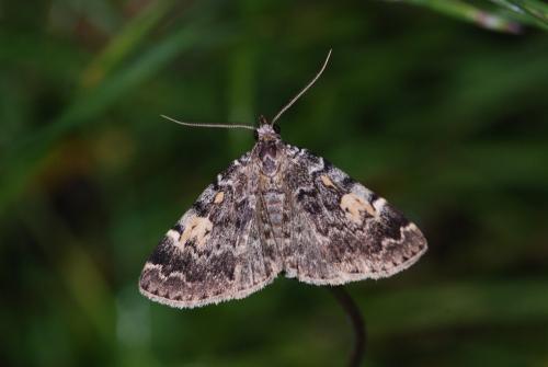Idia calvaria