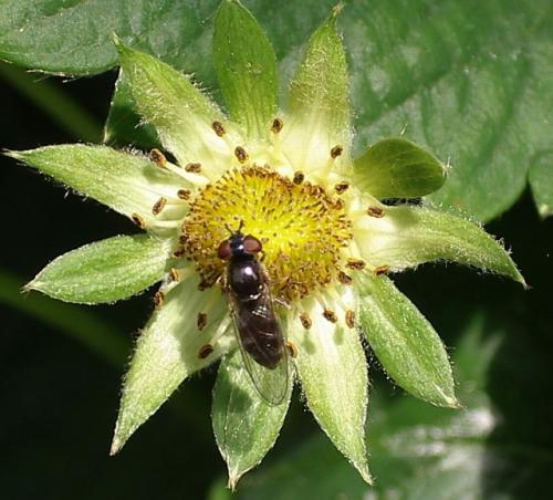 Réf. 33 849 : Platycheirus albimanus