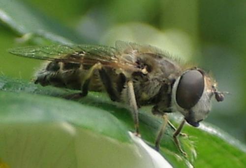 Eristalis arbustorum