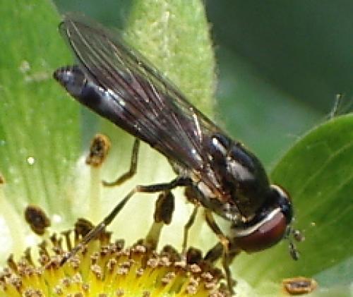 Platycheirus albimanus