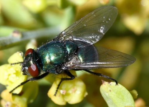 Réf. 33 631 : Neomyia cornicina
