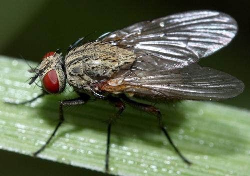 Helina sp.