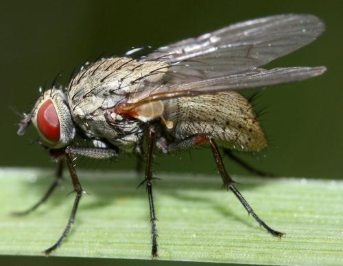 Helina sp.